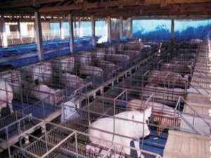 哈尔滨:计划扩建22个新养猪场，预计新放猪21.6万头