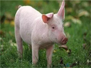 好消息！北方生猪价格已全面停止下跌，但农村散户可能面临一个难题