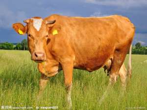 怎样才能提高奶牛的冷交配受胎率？