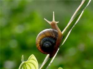 如何养殖蜗牛及养殖蜗牛的三种方法