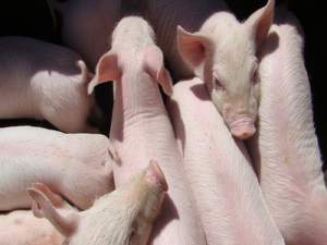 农村生猪生产能力恢复。为什么猪的价格又暴涨了？