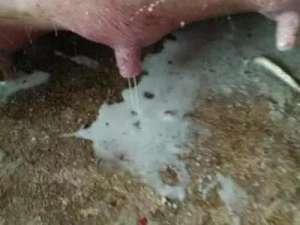 夏季养猪实用技巧，增加母猪奶的秘诀！！！