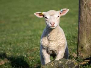羔羊痉挛的原因是什么？羔羊惊厥的快速治疗！