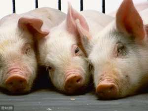 猪饲料摄入量下降的常见原因及预防