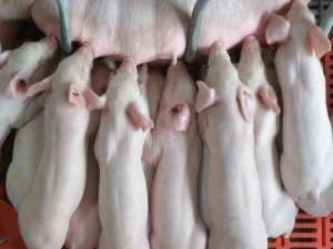 国家统计局:生猪产能正在逐步恢复，下半年价格将继续保持稳定