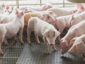 最近养猪出现了很多问题。养猪的农民应该注意什么？