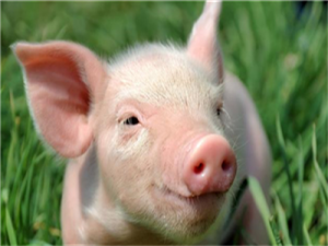 下半年猪肉价格将保持“高位”！
