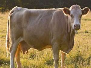 奶牛产奶量少怎么办？奶牛没有奶。催乳药怎么才能快？