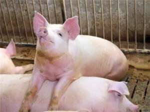 最新！胡春华副总理:加快恢复生猪生产，完善动物防疫体系