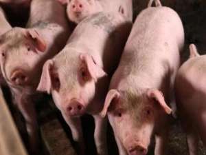 养猪帮助农民零风险稳定增收