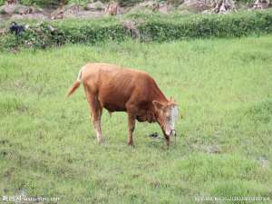 牛农药中毒怎么办？如何预防牛农药中毒？