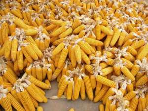 将玉米生产与需求的差距转化为优势，警惕人与动物的竞争对口粮安全的影响