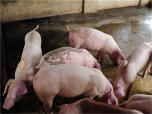 国内养猪业相对于国外养猪业经济应该如何布局？