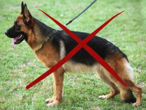 德国牧羊犬为什么禁养_德牧属于禁养犬吗