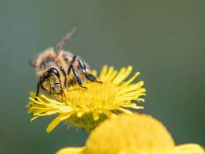 养蜜蜂要多少钱？