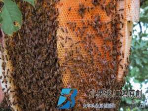 中国蜜蜂人工蜜蜂分离技术视频