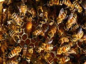 蜜蜂副伤寒的症状及预防
