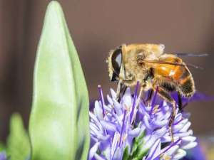 蜜蜂有多少条腿和翅膀？