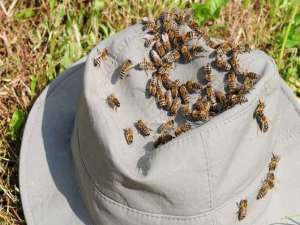 养100箱蜜蜂要多少钱？