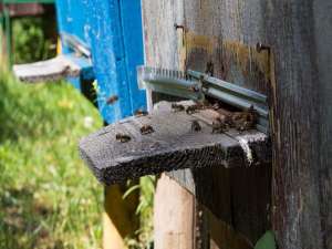 如何防止蜡蛾进入蜂巢？
