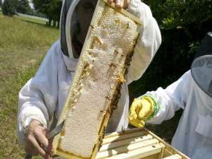 2020年养蜂有补贴吗？