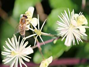蜜蜂为什么要收集水？