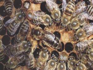 中国蜜蜂种类和图片全集