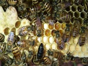 如何手动划分中国蜜蜂？