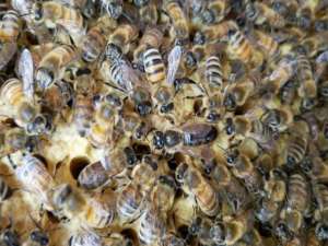 哪里可以买到意大利蜜蜂？