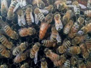 意大利蜜蜂春季繁殖管理技术
