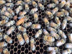 一箱意大利蜜蜂一年分几箱。