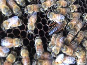 意大利蜜蜂种类和图片的完整收藏