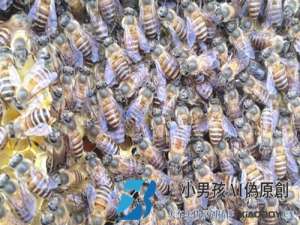 饲养中国蜜蜂的最简单方法