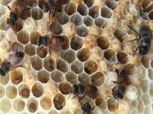蜜蜂有皇家平台怎么办？