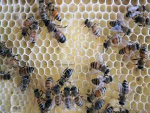 夏天蜜蜂如何快速繁殖？