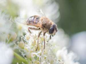 蜜蜂为什么蛰人之后会死？