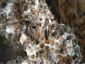 什么东西可以维持大量的中国蜜蜂品种？