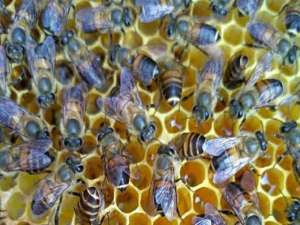 中国蜜蜂增脾的正确方法