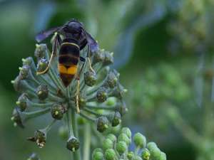 黄蜂是益虫还是害虫？