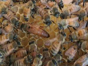 意大利蜜蜂是什么时候开始在秋天繁盛起来的？