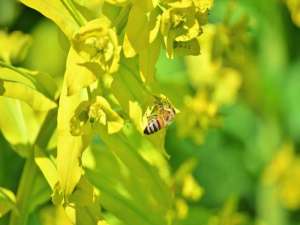 蜂毒是酸性的还是碱性的？