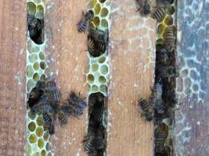 蜜蜂冬天怎么安全喂食？