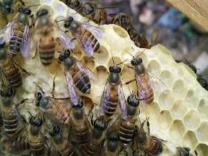 一箱蜜蜂一年能繁殖多少次？