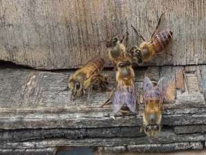 空蜂巢用什么来吸引蜜蜂？