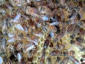 冬天喂养蜂几天？