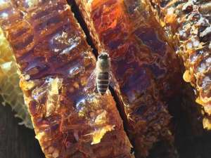 蜂巢蜜里的蜂蜡可以吃吗？