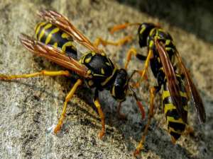 马蜂毒是酸性的还是碱性的？