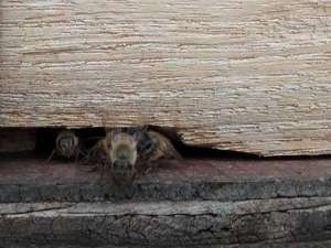 为什么蜂箱口有那么多死蜜蜂？