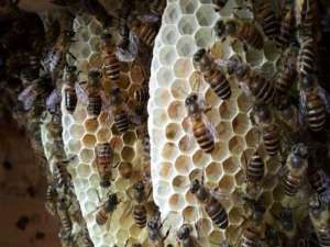在农村养蜜蜂要多少钱？