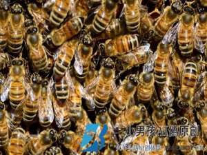 一盒意大利蜜蜂多少钱？